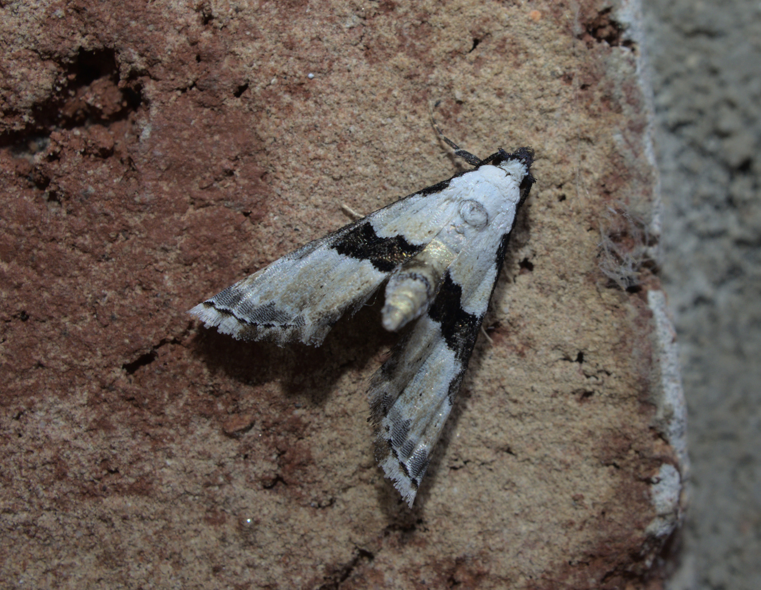 Bird poop triangle_20210609.jpg